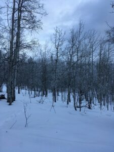 Transition between aspen parent and offspring