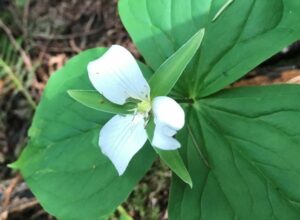 Western trillium