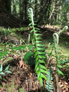 Western sword fern